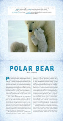 Polar A Photicular Book By Dan Kainen Carol Kaufmann
