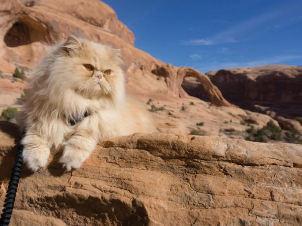 Adventure Cats: Living Nine Lives to the Fullest