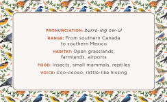 Alternative view 2 of The Beginner Birder's Deck: 40 Cards for Birdwatching