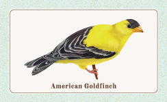 Alternative view 3 of The Beginner Birder's Deck: 40 Cards for Birdwatching