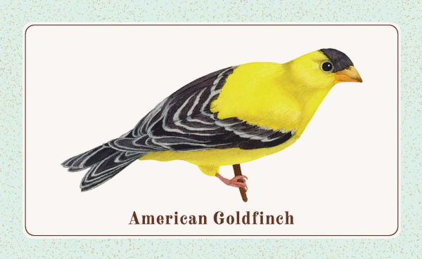The Beginner Birder's Deck: 40 Cards for Birdwatching