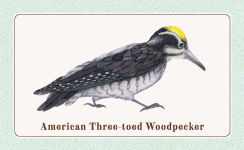 Alternative view 4 of The Beginner Birder's Deck: 40 Cards for Birdwatching