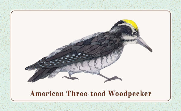 The Beginner Birder's Deck: 40 Cards for Birdwatching