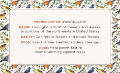 Alternative view 5 of The Beginner Birder's Deck: 40 Cards for Birdwatching