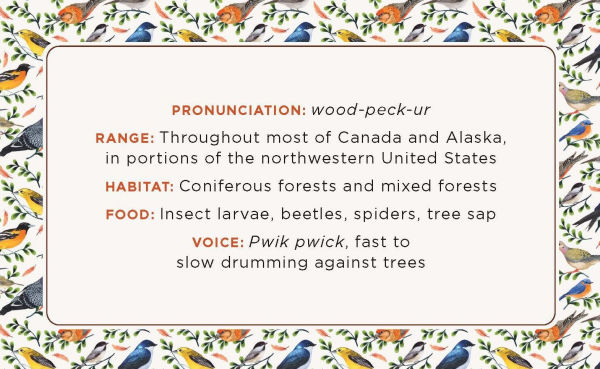 The Beginner Birder's Deck: 40 Cards for Birdwatching