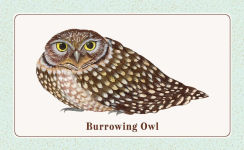Alternative view 7 of The Beginner Birder's Deck: 40 Cards for Birdwatching