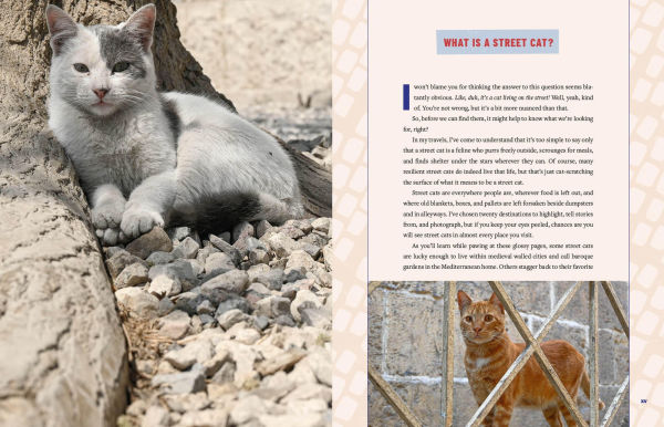 Street Cats & Where to Find Them: The Most Feline-Friendly Cities and Attractions Around the World