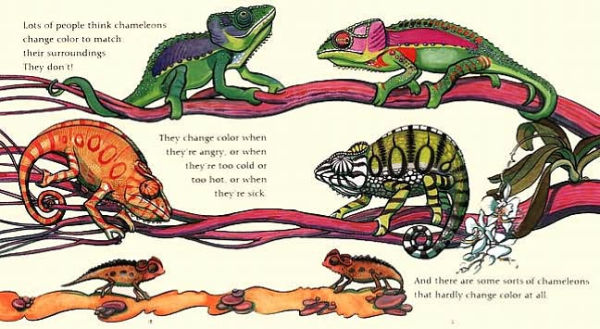 Chameleons Are Cool (Read and Wonder Series)