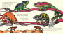 Alternative view 2 of Chameleons Are Cool (Read and Wonder Series)