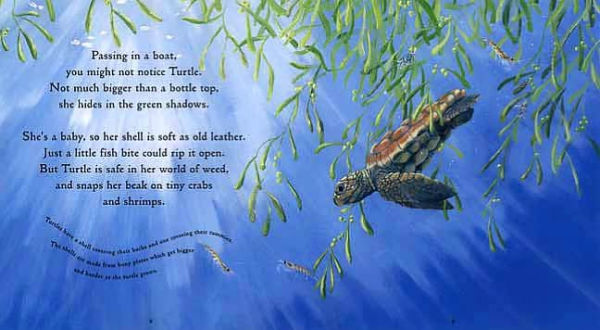 One Tiny Turtle: Read and Wonder