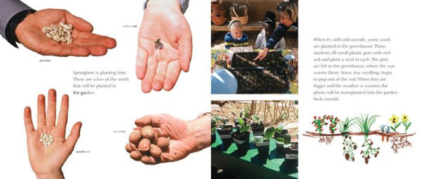 It's Our Garden: From Seeds to Harvest in a School Garden