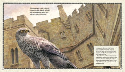 Alternative view 2 of The Hawk of the Castle: A Story of Medieval Falconry