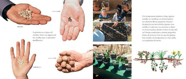Nuestro huerto: De la semilla a la cosecha en el huerto del colegio