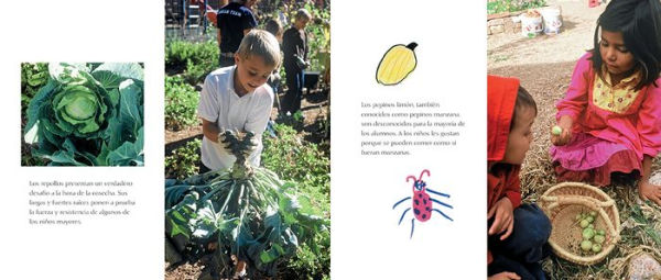 Nuestro huerto: De la semilla a la cosecha en el huerto del colegio