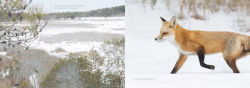 Alternative view 5 of Natural Wonders of Assateague Island