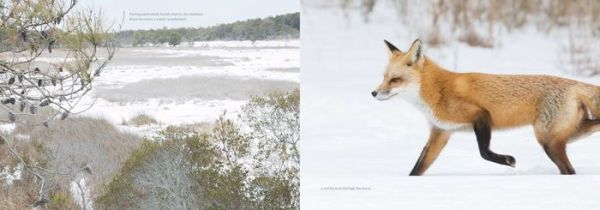 Natural Wonders of Assateague Island