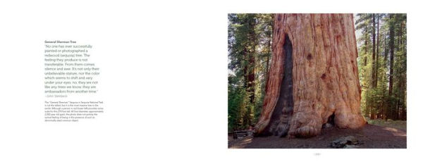 High Sierra: The Range of Light