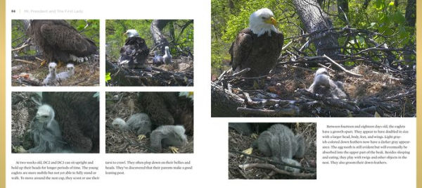 Mr. President and The First Lady: The DC Eagle Cam Project