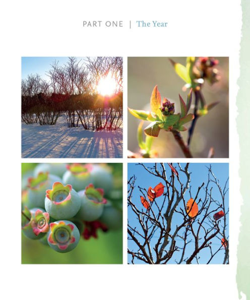 Out in Blue Fields: A Year at Hokum Rock Blueberry Farm