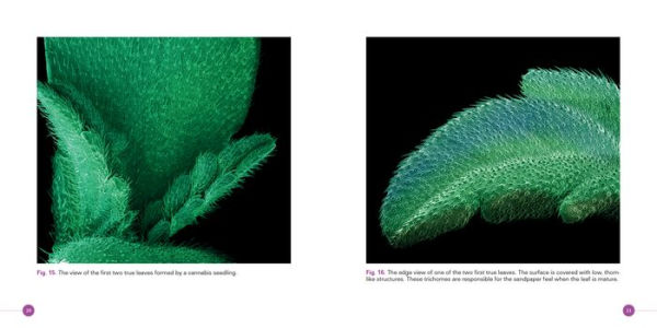 Cannabis: Marijuana under the Microscope