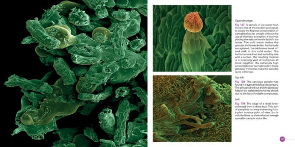 Cannabis: Marijuana under the Microscope