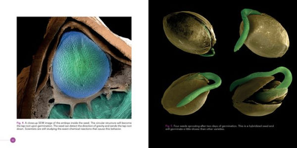 Cannabis: Marijuana under the Microscope