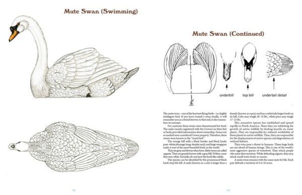 50 Bird Woodcarving Patterns