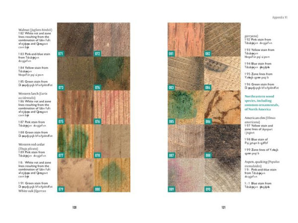 Spalting 101: The Ultimate Guide to Coloring Wood with Fungi