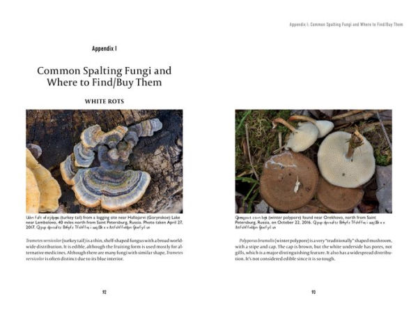 Spalting 101: The Ultimate Guide to Coloring Wood with Fungi