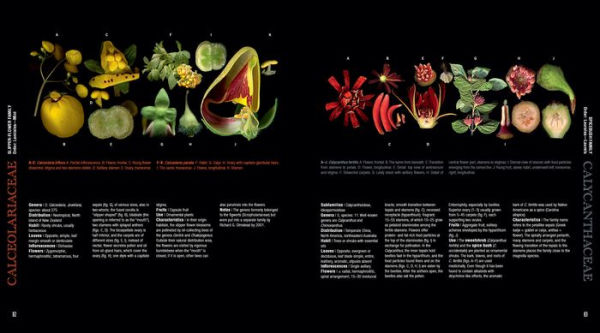 Atlas of Flowering Plants: Visual Studies of 200 Deconstructed Botanical Families