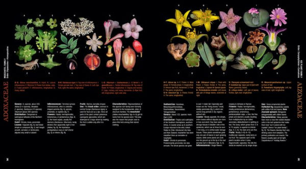 Atlas of Flowering Plants: Visual Studies of 200 Deconstructed Botanical Families