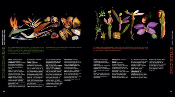 Atlas of Flowering Plants: Visual Studies of 200 Deconstructed Botanical Families