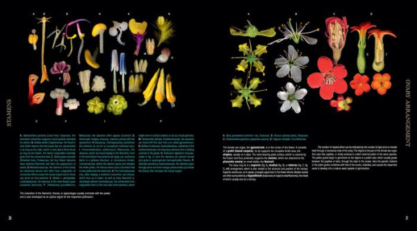 Atlas of Flowering Plants: Visual Studies of 200 Deconstructed Botanical Families