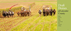 Alternative view 4 of Working Horses of Lancaster County