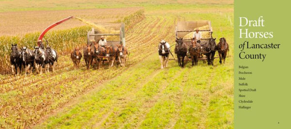 Working Horses of Lancaster County