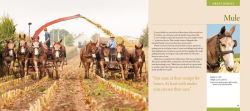 Alternative view 5 of Working Horses of Lancaster County