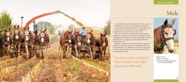 Working Horses of Lancaster County