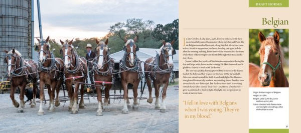 Working Horses of Lancaster County