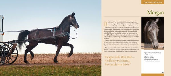 Working Horses of Lancaster County