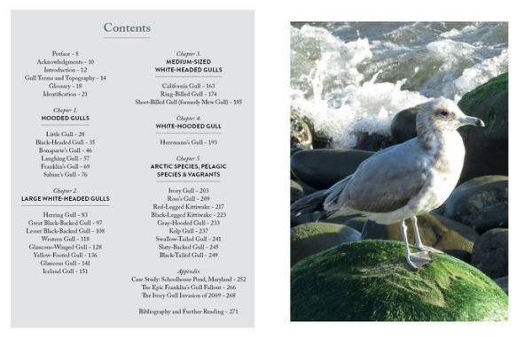 Gulls of North America