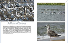 Alternative view 3 of Gulls of North America