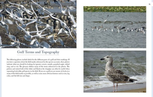 Gulls of North America