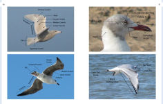 Alternative view 4 of Gulls of North America