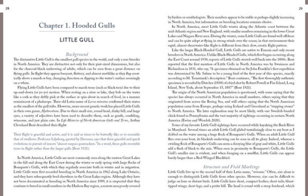Gulls of North America