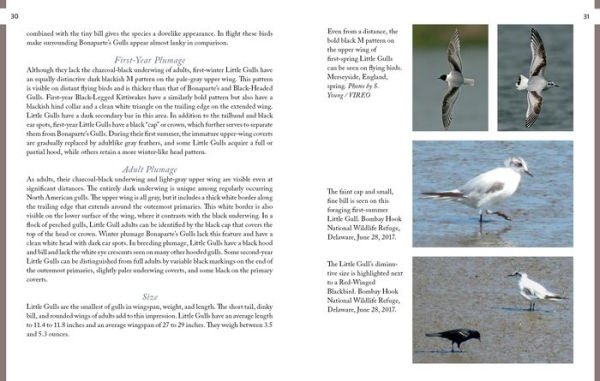 Gulls of North America