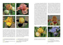 Alternative view 6 of Dwarf and Median Bearded Irises: Jewels of the Iris World
