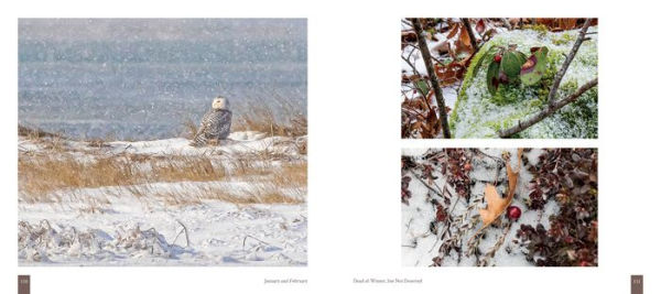 Cape Cod: Once Around the Sun