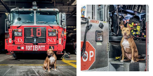 Paws of Firefighters: The Dogs & Other Animals of New York Firehouses