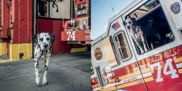 Paws of Firefighters: The Dogs & Other Animals of New York Firehouses