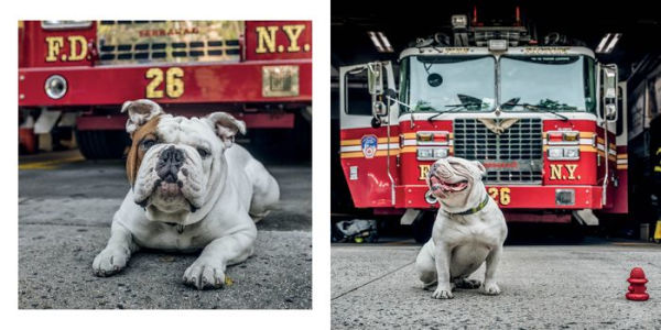 Paws of Firefighters: The Dogs & Other Animals of New York Firehouses